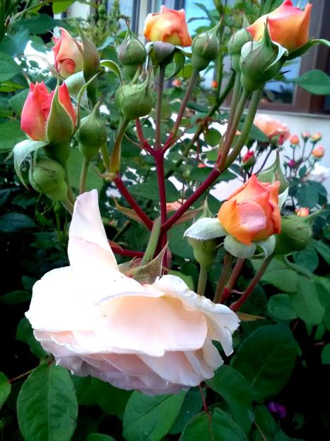  - Gradina luna mai 2018