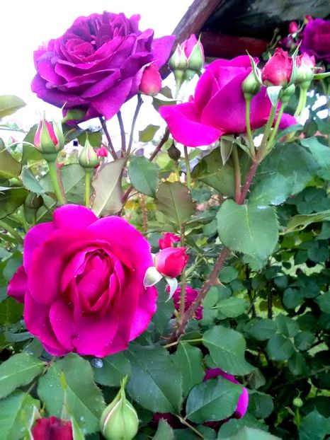  - Gradina luna mai 2018