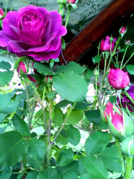  - Gradina luna mai 2018