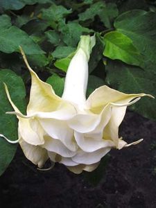 Velvet Lady - Brugmansia achizitii Gommer 2018