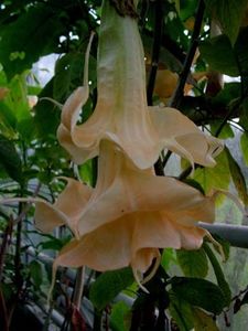 Angels Glamour - Brugmansia achizitii Gommer 2018