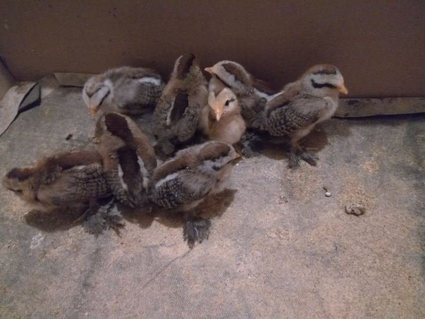  - Pui mii de flori 2018