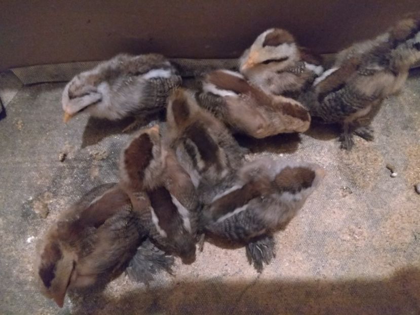  - Pui mii de flori 2018