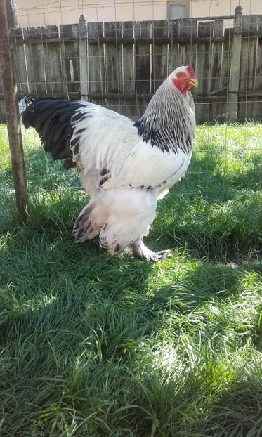  - Brahma Herminat Deschis 2018