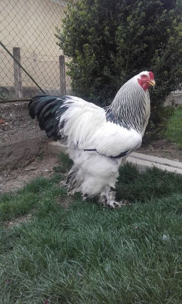  - Brahma Herminat Deschis 2018
