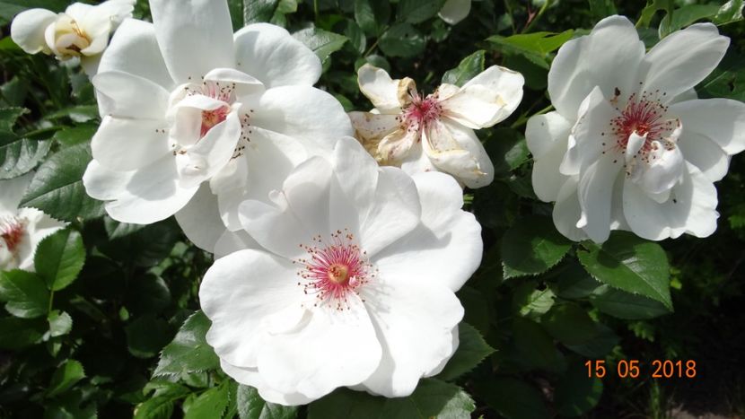 Jacqueline - De-ale lui Florar