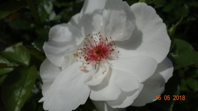  - De-ale lui Florar