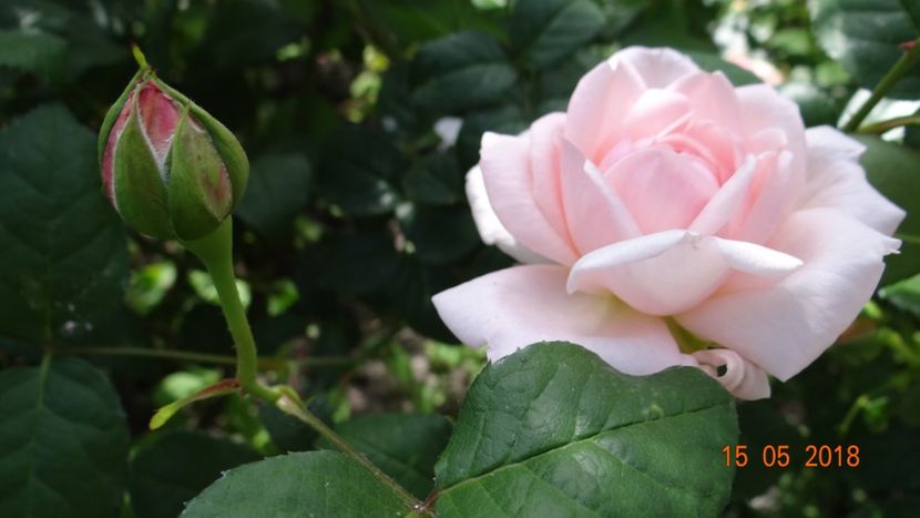 Eglantyne - De-ale lui Florar