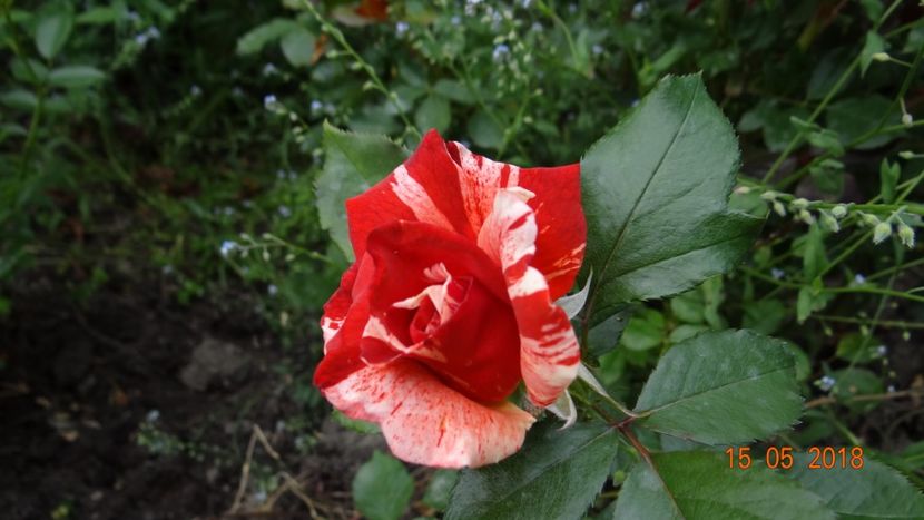 Hanky - De-ale lui Florar