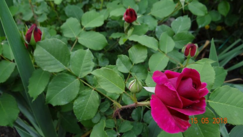 Munstead cred... - De-ale lui Florar