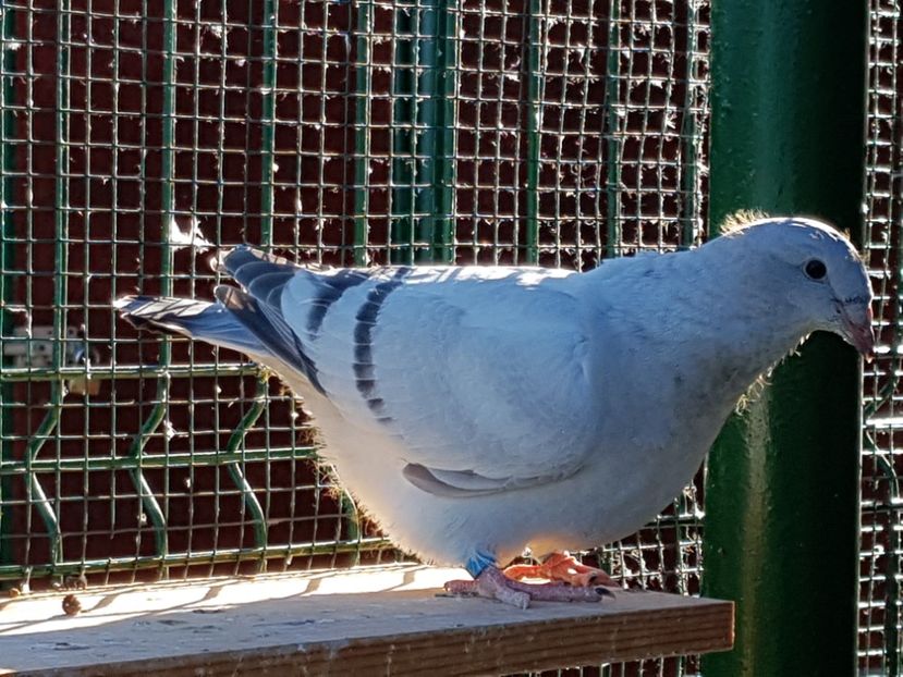 F-2018-4100 - 0-VRdF-TINERET-2018