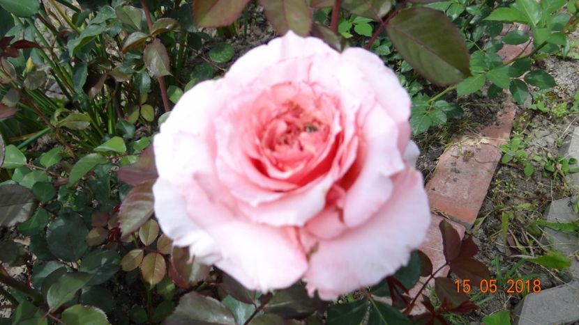 Laurent Cabrol - De-ale lui Florar