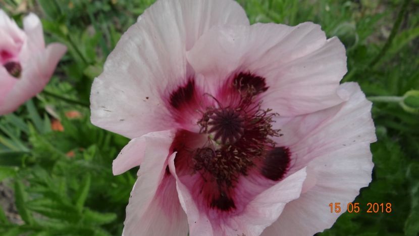 Heartbeat - De-ale lui Florar