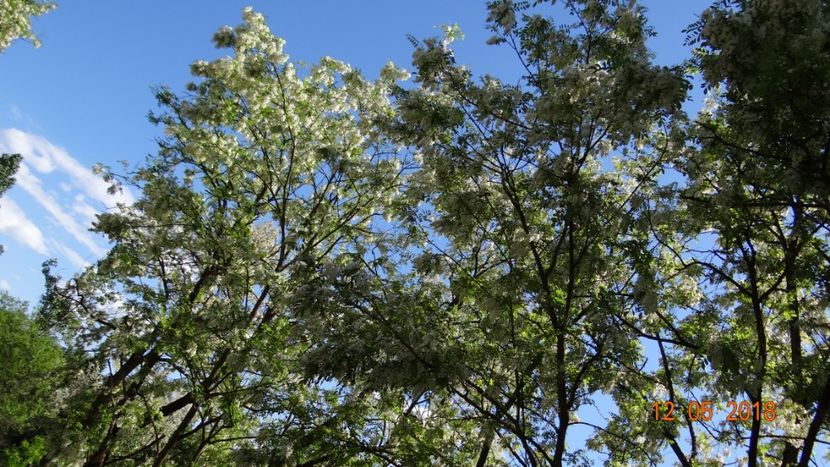 Salcamii si parfumul lor :) - De-ale lui Florar