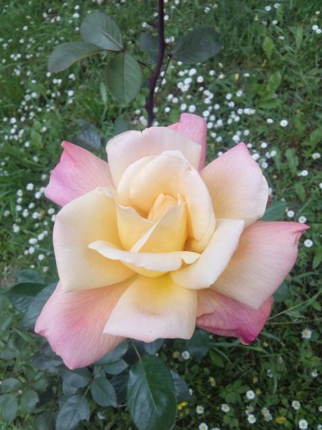  - TRANDAFIRI 2017_2018