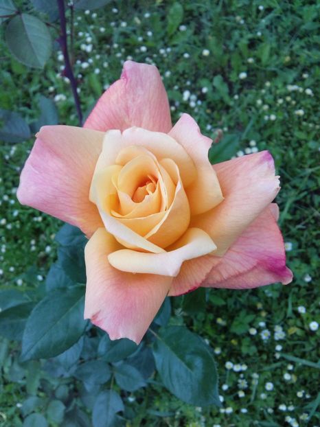  - TRANDAFIRI 2017_2018