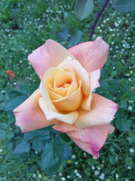  - TRANDAFIRI 2017_2018