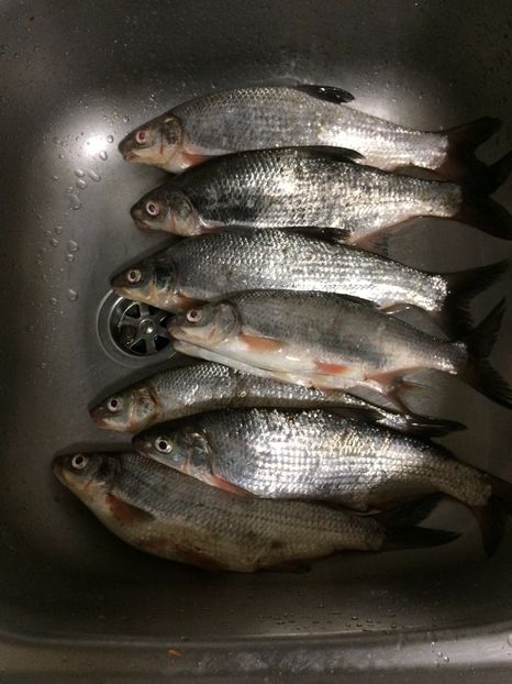 16-05-2018 Siret - 11-Alt hobby