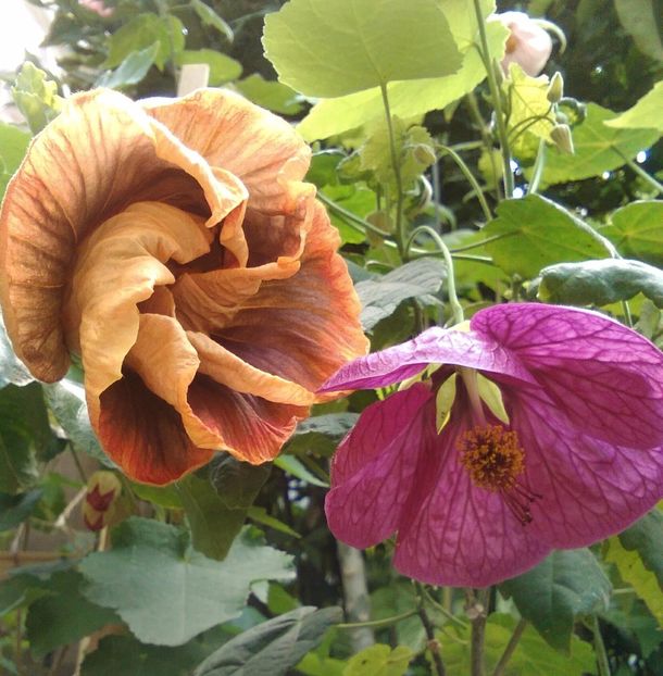  - Hibiscus Voodoo Magic