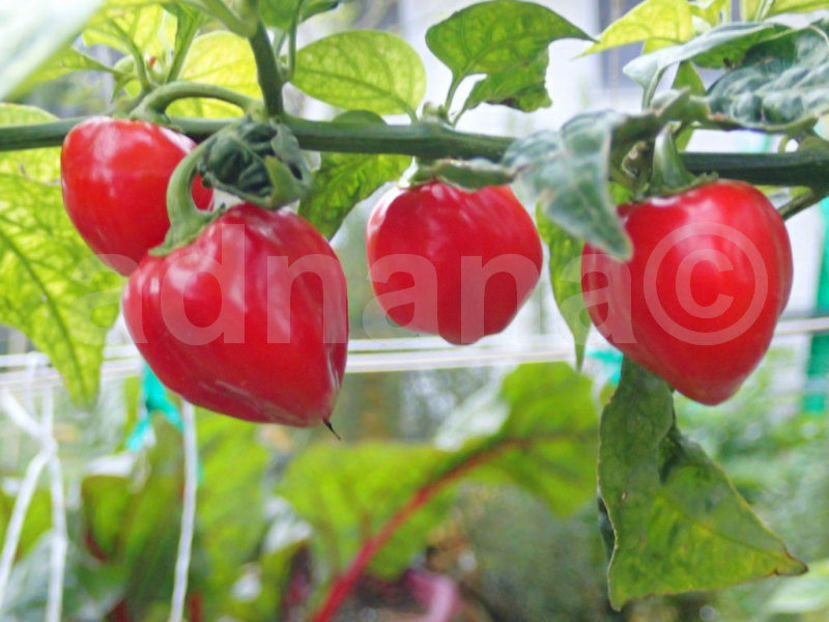  - Habanero RED