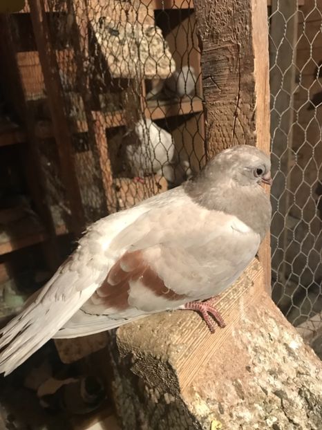 CA93097B-FC7F-457A-8586-DAFF148A9CCF - Zburători Argintii