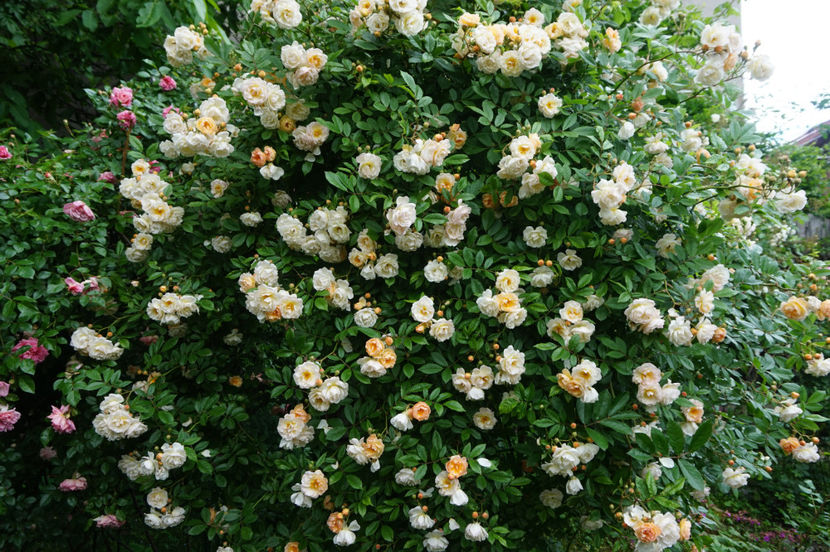  - Ghislaine de Feligonde