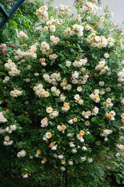  - Ghislaine de Feligonde