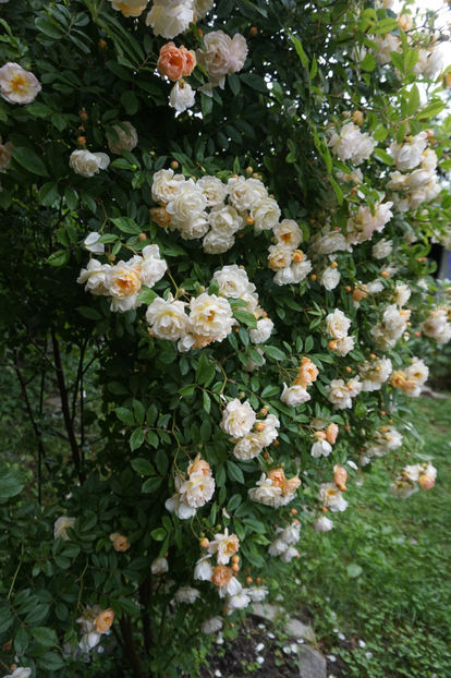  - Ghislaine de Feligonde