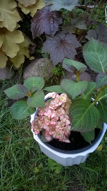 Miss Saori - Hortensii 2018- 2019