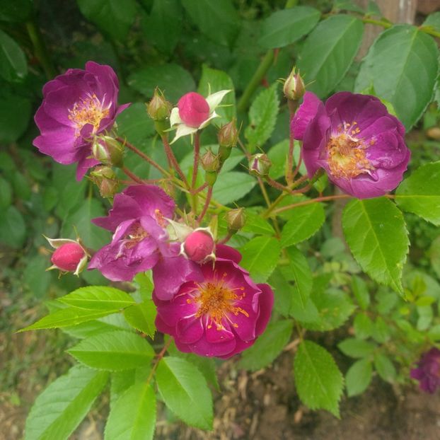 violette - gradina mai 2018