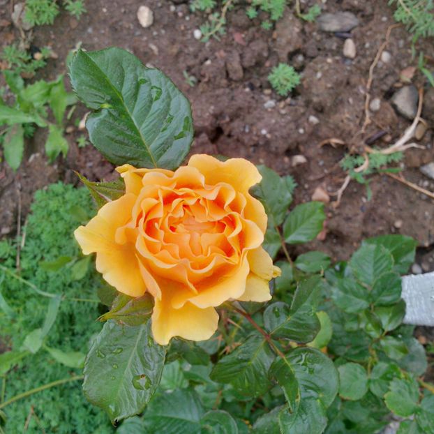 amber queen - gradina mai 2018