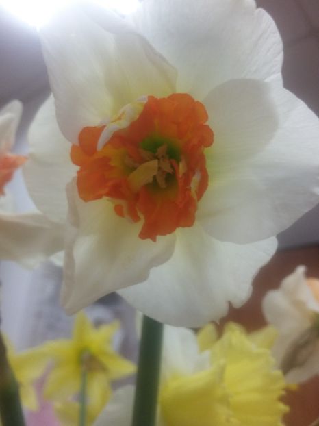  - 2018 - primavara flori