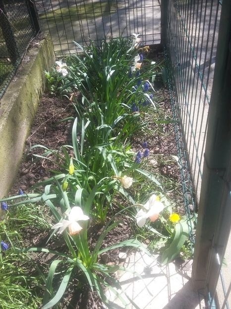  - 2018 - primavara flori