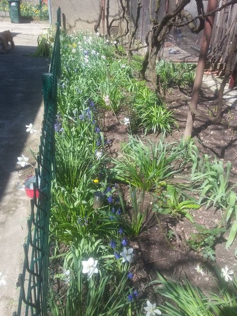  - 2018 - primavara flori