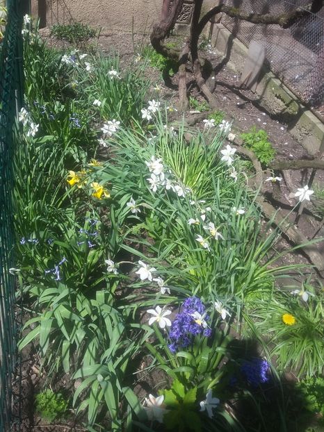  - 2018 - primavara flori