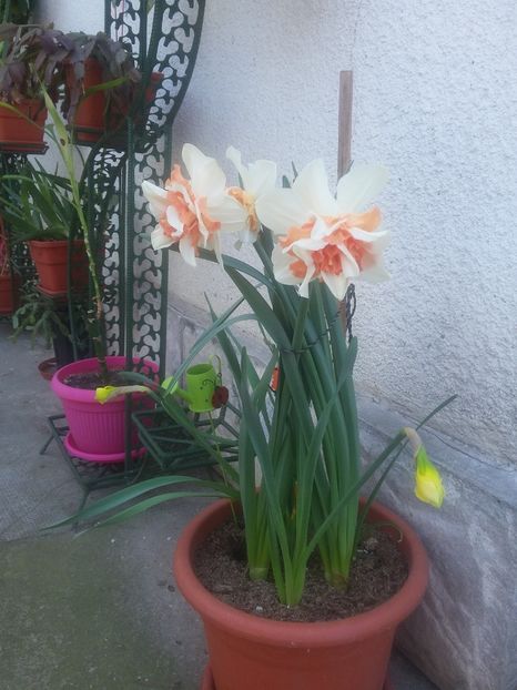  - 2018 - primavara flori