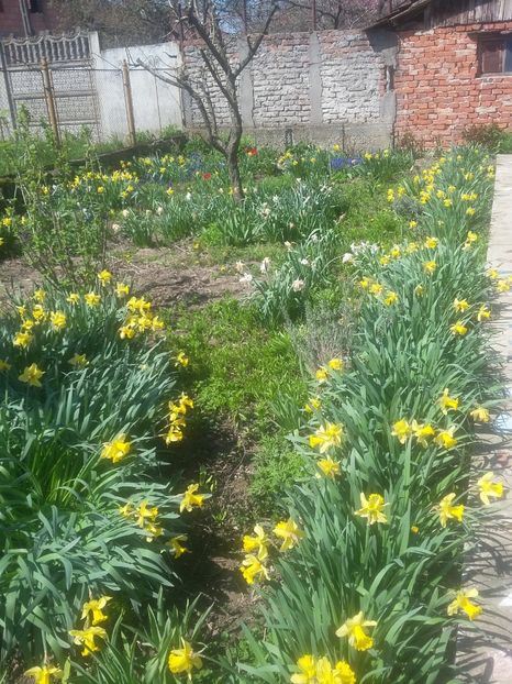  - 2018 - primavara flori