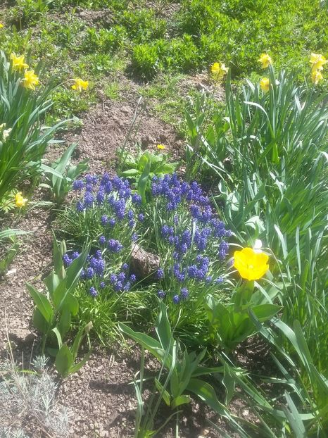  - 2018 - primavara flori