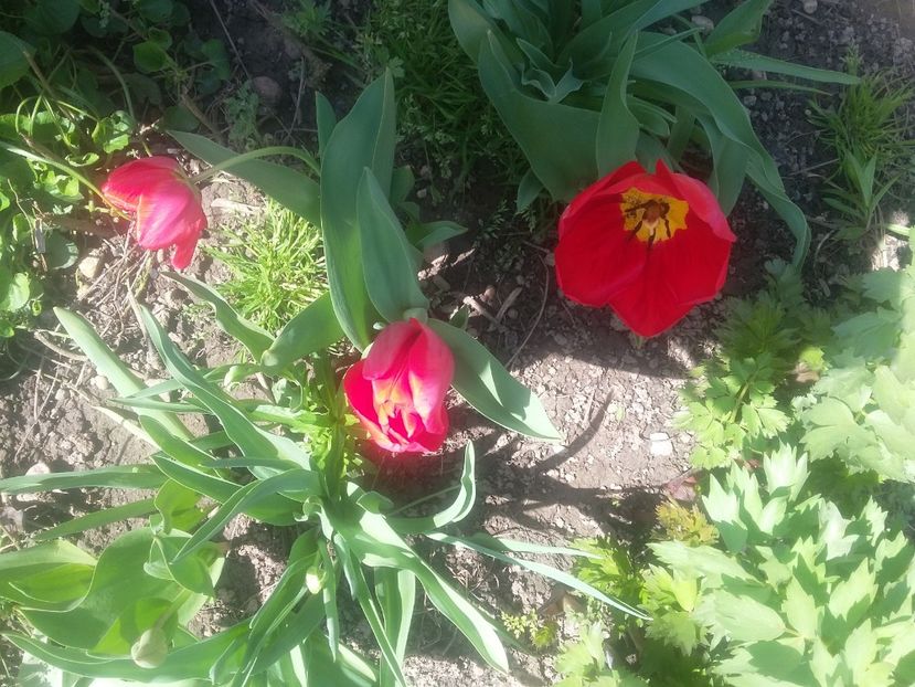  - 2018 - primavara flori