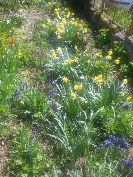  - 2018 - primavara flori