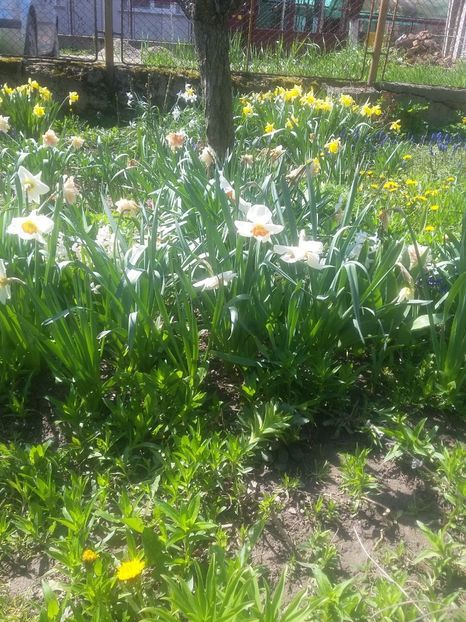  - 2018 - primavara flori