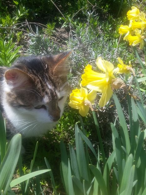  - 2018 - primavara flori