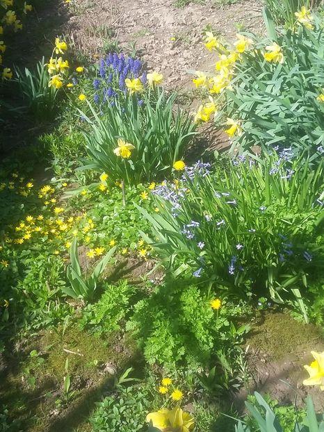  - 2018 - primavara flori