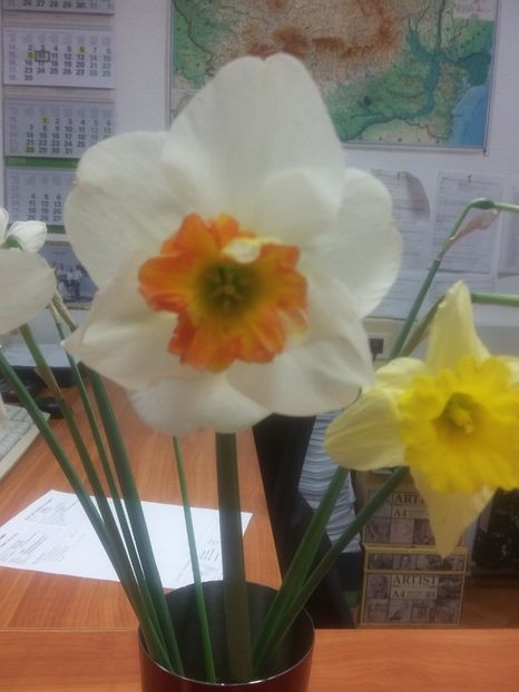  - 2018 - primavara flori