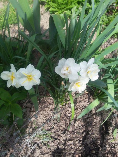  - 2018 - primavara flori