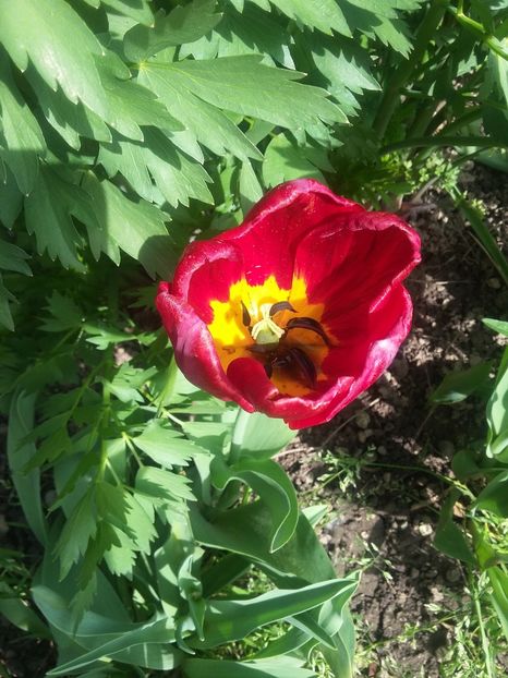  - 2018 - primavara flori