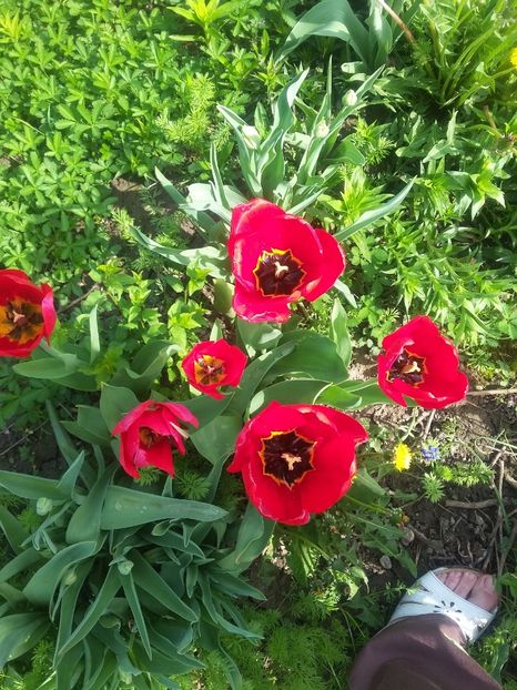  - 2018 - primavara flori