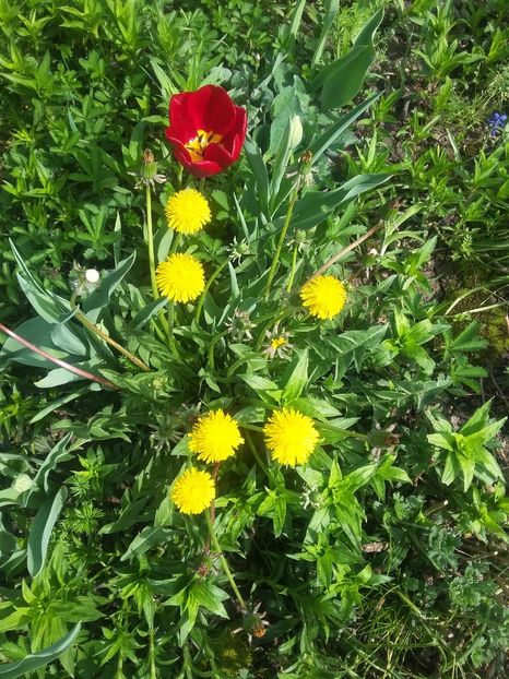  - 2018 - primavara flori