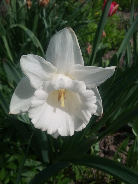  - 2018 - primavara flori