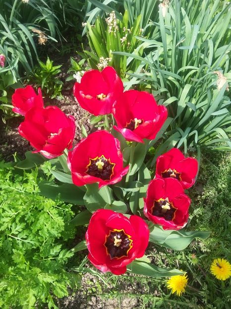  - 2018 - primavara flori